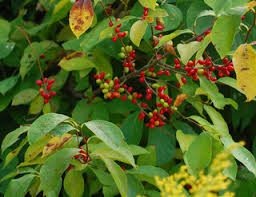 Northern Spicebush Bare Root Plant 18-24" | Lindera benzoin | Fragrant Wildlife-Friendly Shrub for Zones 4-9