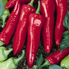 Hot Hatch Big Jim Chili Pepper Seeds – High Yield, Large Pods, Mild to Medium Heat, Heat Tolerant, Suitable for Garden & Container