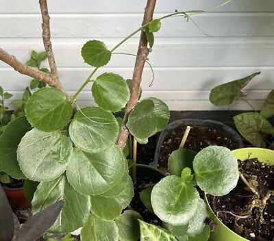 Rare Arabian Wax Ivy Unrooted Cutting - Cissus Rotundifolia Live Houseplant Starter for Indoor Decor