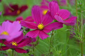 Cosmos Dazzler Seeds 1 Gram Vibrant Pink Blooms for Gardens, Pollinator Attracting, Cosmos bipinnatus Planting