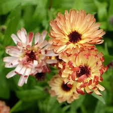 Calendula Sunset Buff Pink Seeds – Bi-Colored Double Blooms, Heirloom, Non-GMO, Vibrant Flowers for Gardens & Cuttings