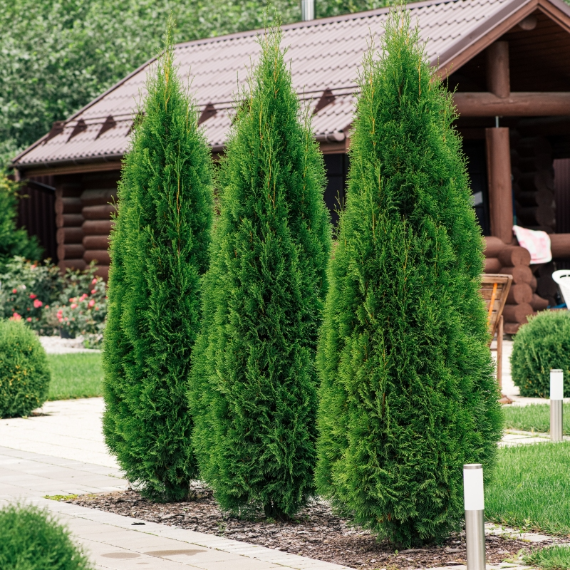 10 Arborvitae Emerald Green Cuttings - Unrooted Thuja occidentalis for Privacy, Landscaping, Evergreen Shrub