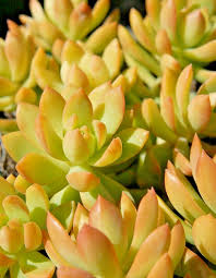 2 Bare Root Sedum adolphi ‘Golden Glow’ Succulents – Vibrant Yellow-Green Foliage, Easy Care Indoor/Outdoor Plants