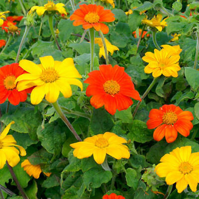 Sunflower Seeds Mexican Torch Mix Non-GMO Pollinator Friendly Orange Yellow Blooms Garden Flowers