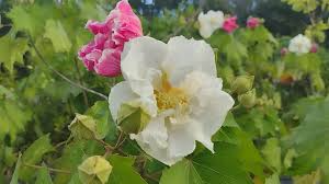 Tri-color Confederate Rose Hibiscus mutabilis Rooted Plant - Hardy Perennial Shrub with Pink, White, Red Blooms for Garden