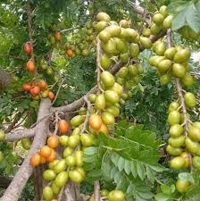 Spanish Plum Tree Starter Plant – Live Tropical Fruit Tree, Spondias purpurea, 3-4 ft