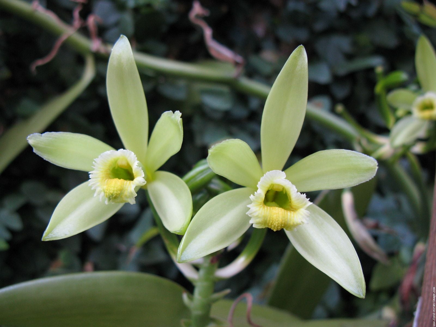 Organic Vanilla Orchid Starter Plant | Vanilla planifolia Vining Orchid | Live Potted Vanilla Bean-Producing Plant