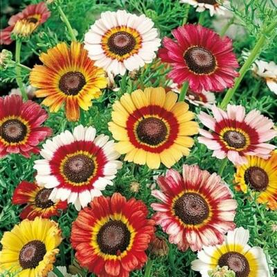 Painted Daisy Seeds Mixed Colors - Perennial Pollinator & Butterfly Garden Flowers, Non-GMO Chrysanthemum Seeds