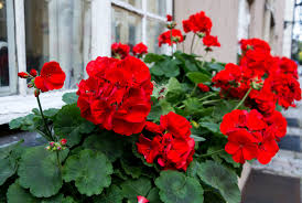 Geranium Pelargonium ‘Red’ Unrooted Cuttings – Bright Red Blooms, Drought-Tolerant, Easy-Care Flowering Plant, 3 Live 6” Cuttings