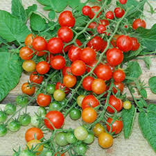 25 Seeds Tess' Land Race Currant Tomato - Tiny Cherry, Heirloom, High-Yield, Sweet Flavor, Vining Tomato Seeds