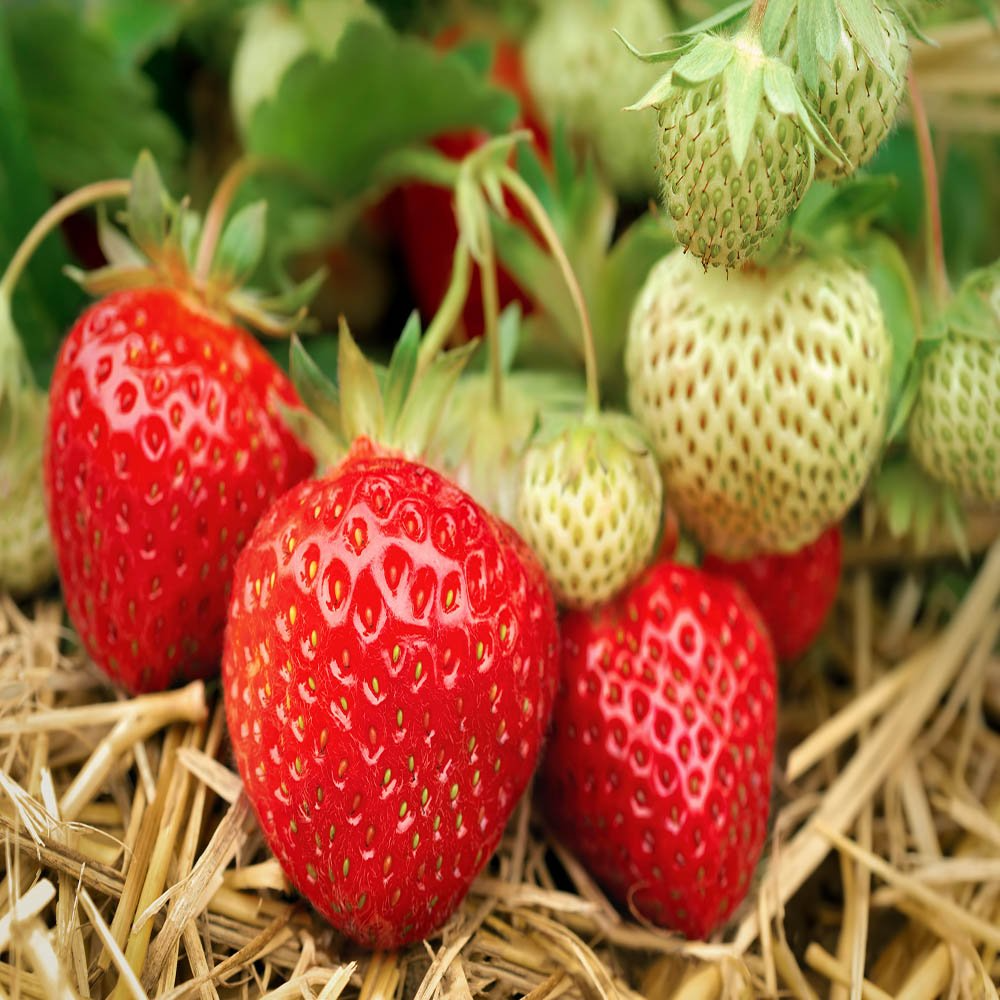 Everbearing Strawberry Bare Root Plants | Live Garden Fruit | Sweet Juicy Berries | Fragaria × ananassa