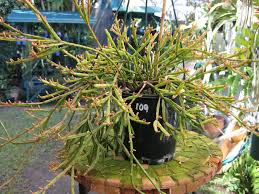 Rhipsalis ewaldiana Starter Plant - Rare Mistletoe Cactus in 3 1/4" Pot, Unique Jungle Cactus, Epiphytic, Trailing, Exotic Houseplant