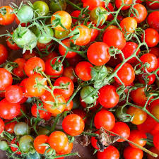 Matt’s Wild Cherry Tomato Seeds - 25 Heirloom, Sweet Flavor, Prolific, Easy to Grow, Solanum Lycopersicum