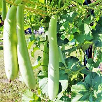 10 Seeds Cucuzzi Italian Edible Gourd Lagenaria siceraria Heirloom Long Vegetable Seeds for Soup, Stew, Stir-Fry