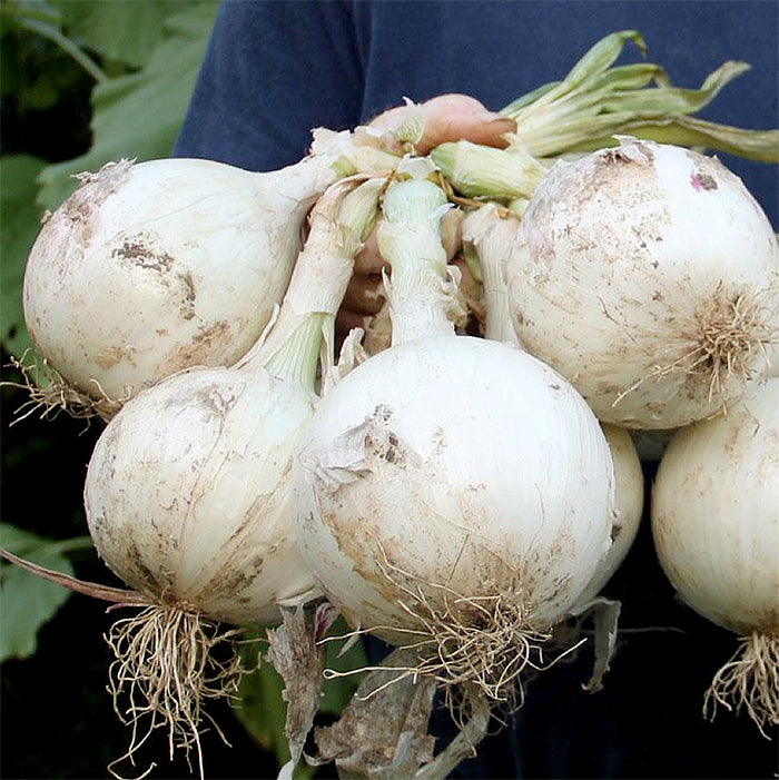 Ringmaster Onion Seeds – 250mg for Planting, Large White Bulbs, Allium cepa, Long-Day Variety for Slicing & Cooking