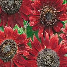 Velvet Queen Sunflower Seeds 1g | Rusty-Red Blooms | Ornamental Sunflowers for Gardens, Bouquets & Wildlife | Helianthus annuus