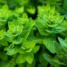 300 Seeds Common Oregano Herb Seeds, Origanum Vulgare, Aromatic Culinary Herb for Mediterranean Cooking & Gardens