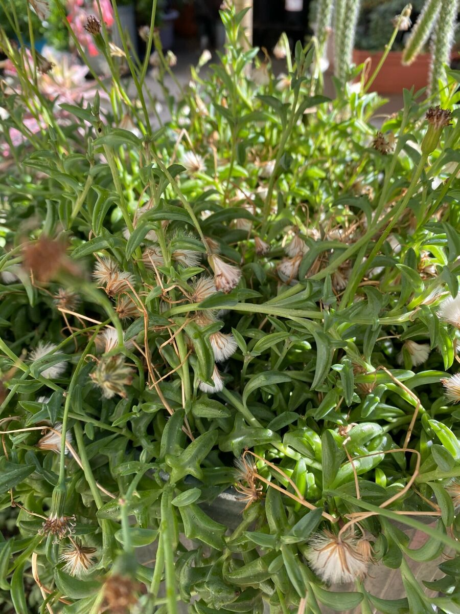 String of Dolphins Succulent Cuttings - 12 Organic Senecio peregrinus Plant Starters (4-8 Inches)