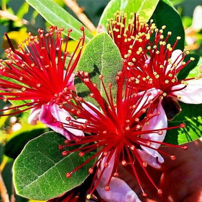 20 Pineapple Guava Seeds β Tropical Edible Fruit & Flowers, Feijoa sellowiana, USDA Zones 8-11, Ornamental & Landscaping Plant