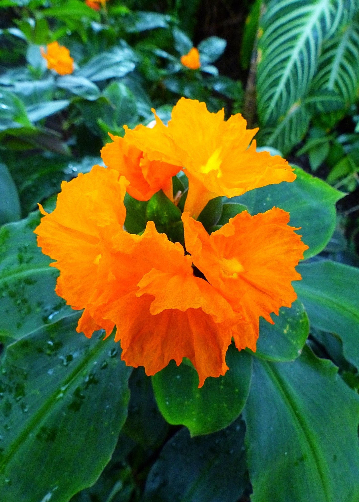 Insulin Plant Costus igneus Herbaceous Perennial with Orange Flowers, Medicinal, Edible Leaves