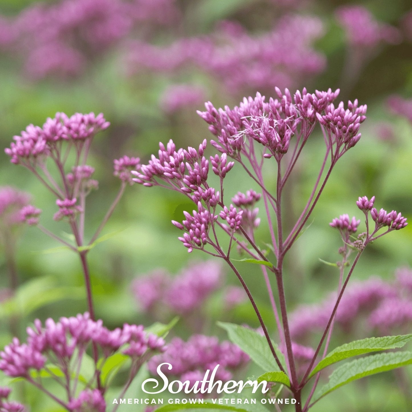 Sweet Joe Pye Weed Seeds β Native Perennial for Butterfly Garden, Nectar Plant, Eutrochium purpureum, 100 Seeds