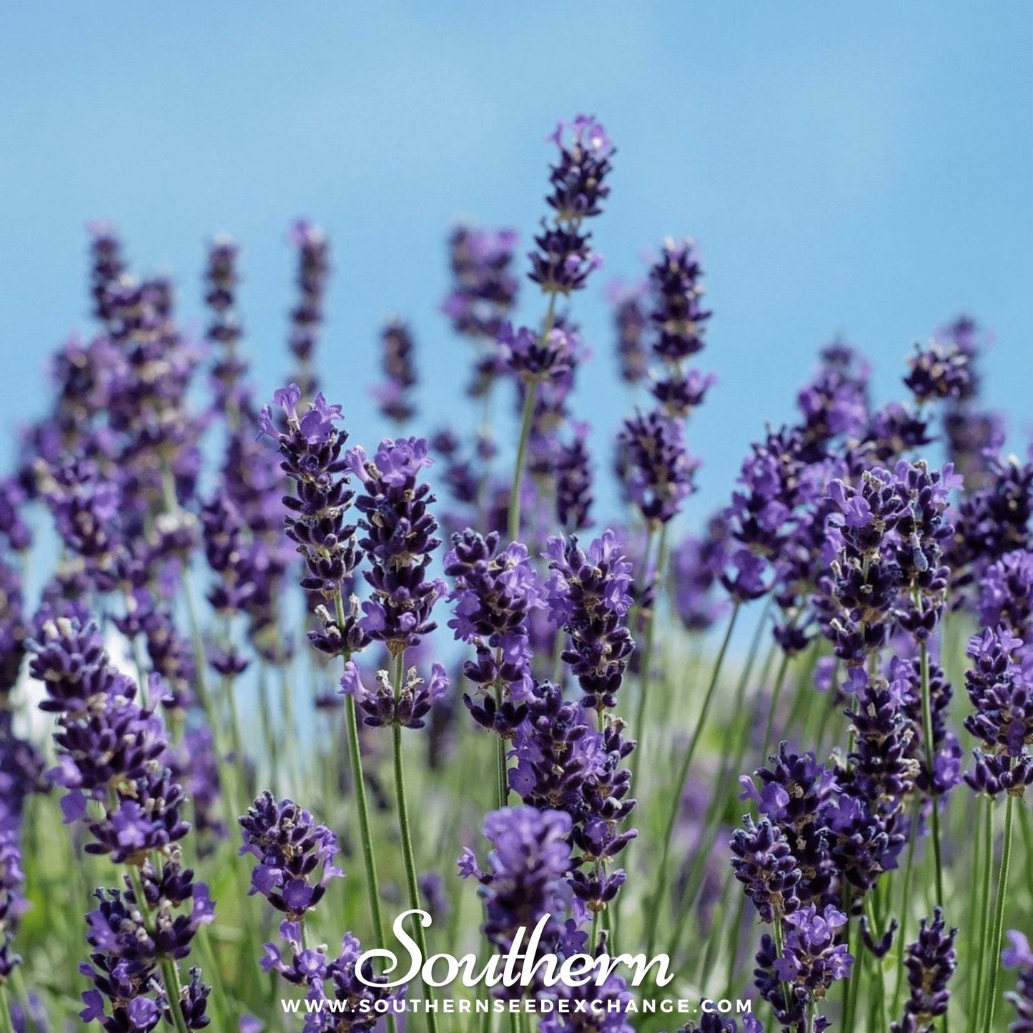 Vera English Lavender Seeds β Heirloom Non-GMO, Fragrant Purple-Blue Flowers, Drought-Tolerant Perennial, 100 Seeds