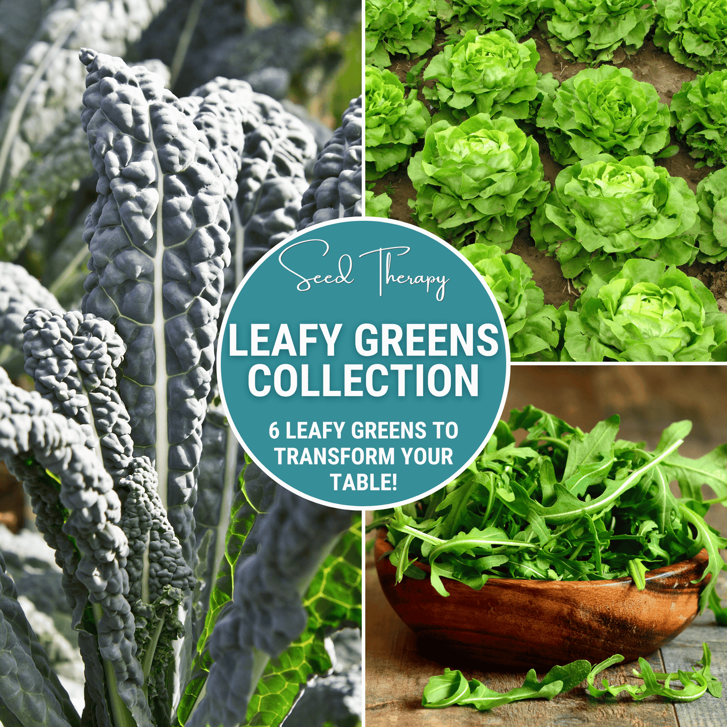 Leafy Greens Seed Collection – 6 Varieties Non-GMO, Heirloom, Organic, Salad Greens, Kale, Spinach, Lettuce, Collards