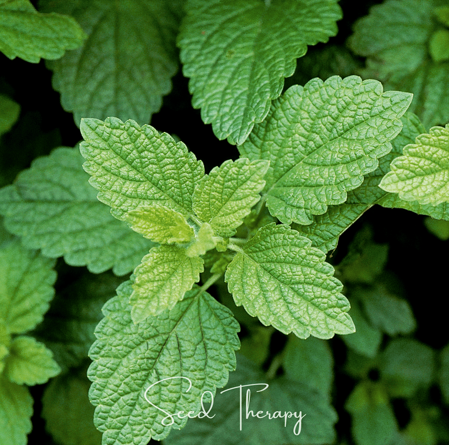 Lemon Balm Seeds – Heirloom Melissa officinalis Herb for Tea & Pollinator Gardens – 100 Non-GMO Perennial Seeds