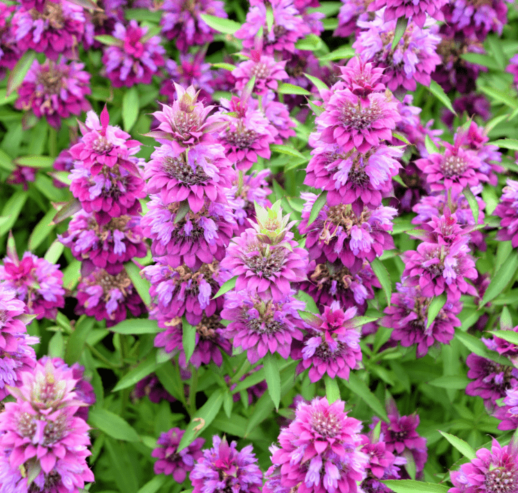 Lemon Bee Balm Seeds β 100 Non-GMO Heirloom Wildflower for Pollinators, Aromatic Citrus Mint Fragrance, Attracts Bees & Butterflies