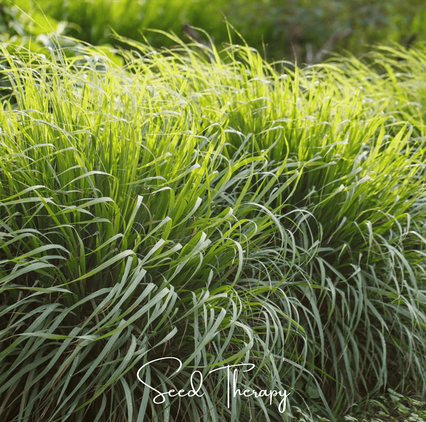 Lemon Grass Seeds – Heirloom Cymbopogon flexuosus for Culinary & Ornamental Use – 100 Seeds