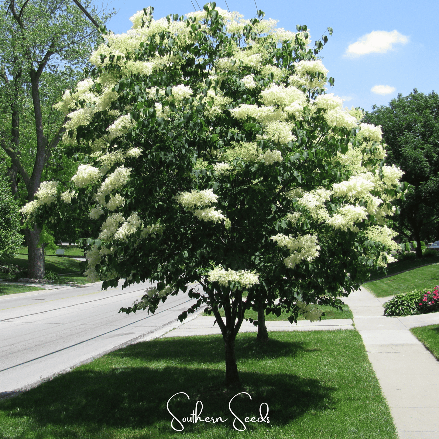 Japanese Tree Lilac Seeds β Syringa reticulata Heirloom, Fragrant Creamy-White Flowers, Hardy Small Tree, Urban Tolerance, 30 Seeds