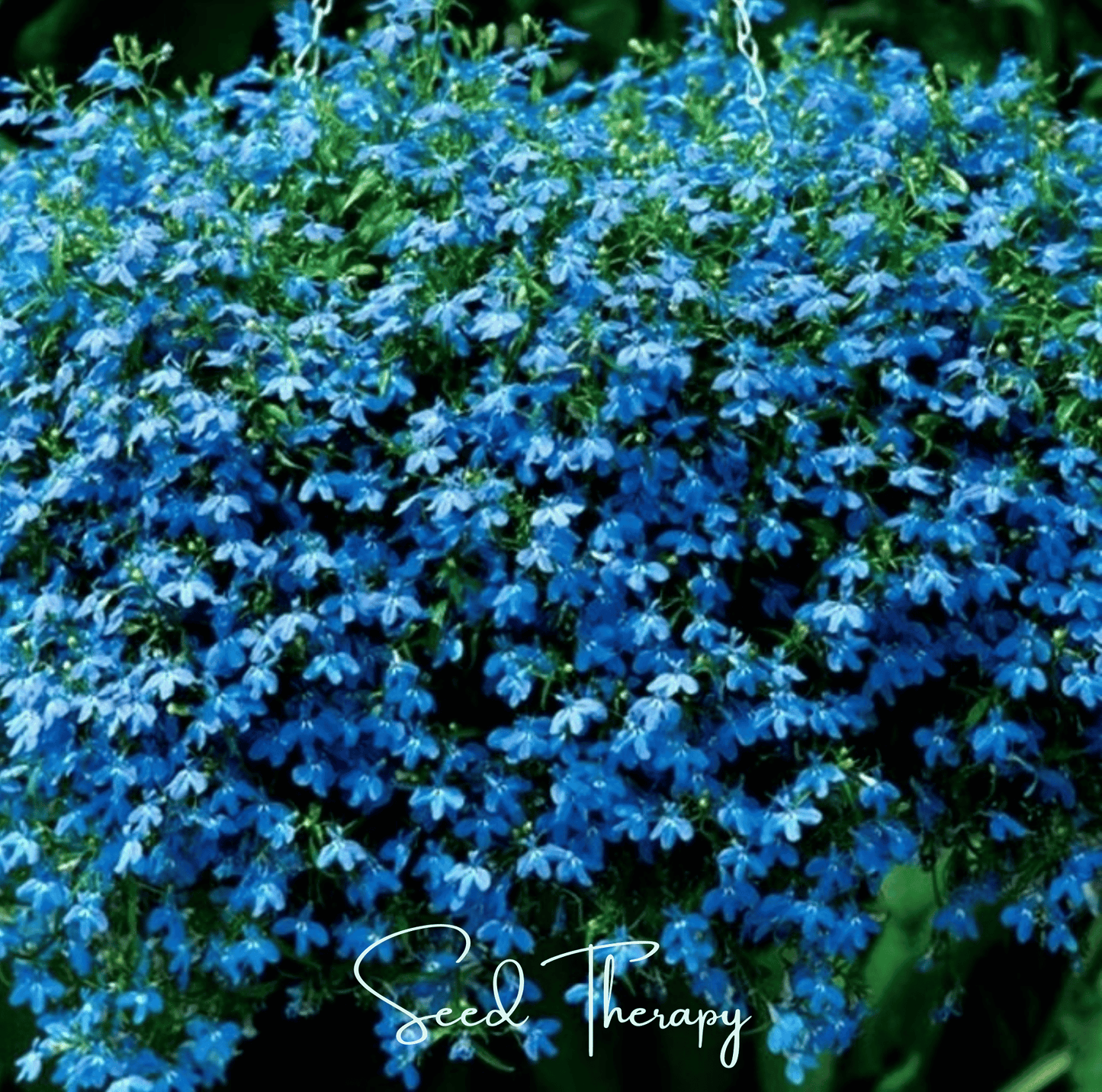 Blue Carpet Lobelia Seeds – Vibrant True Blue, Trailing Annual for Containers & Borders, Lobelia erinus, 100 Seeds