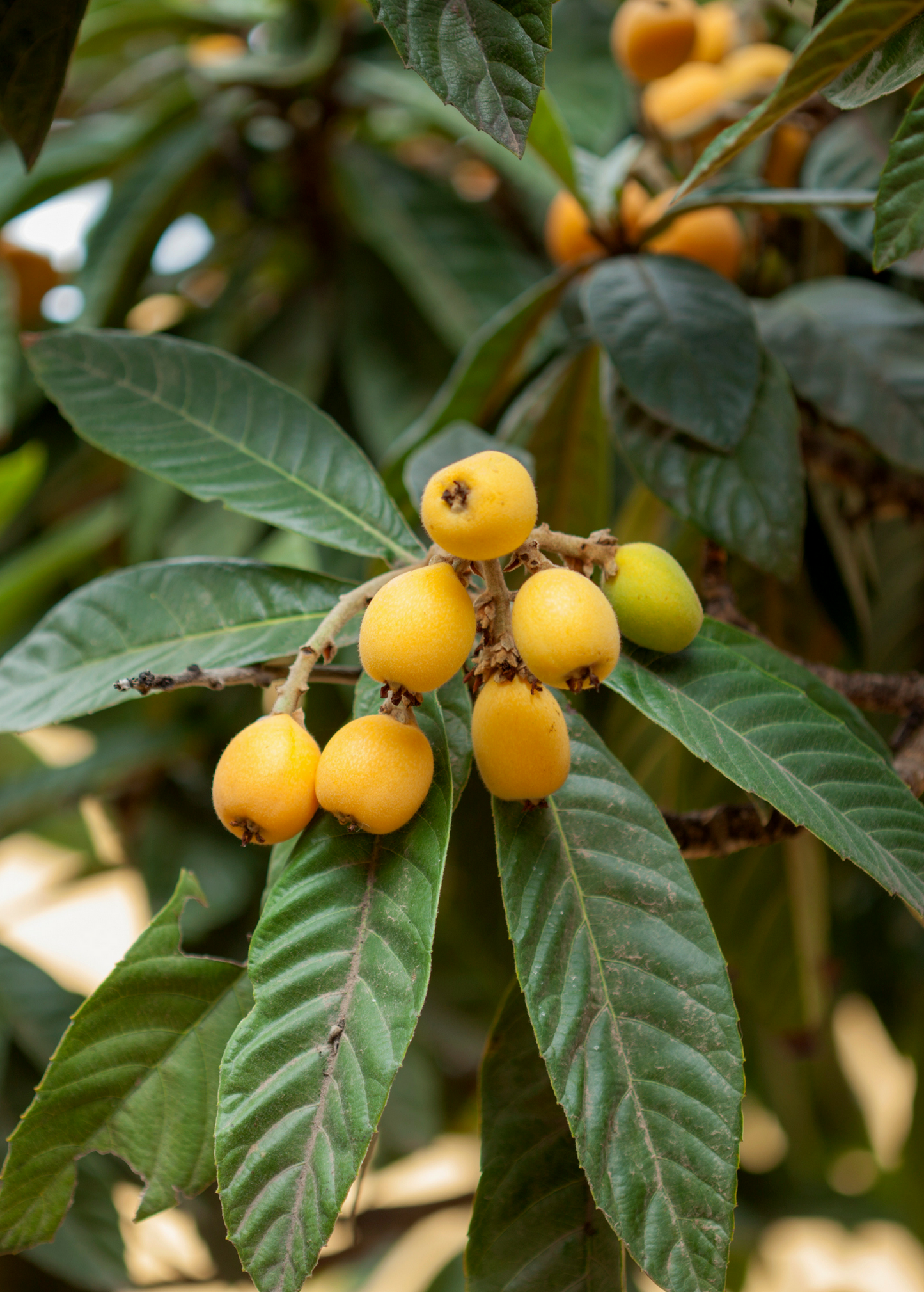 Loquat 'Champagne' Fruit Tree, Large Clusters, White Flesh, Eriobotrya japonica, Edible, Ornamental, Cold Hardy