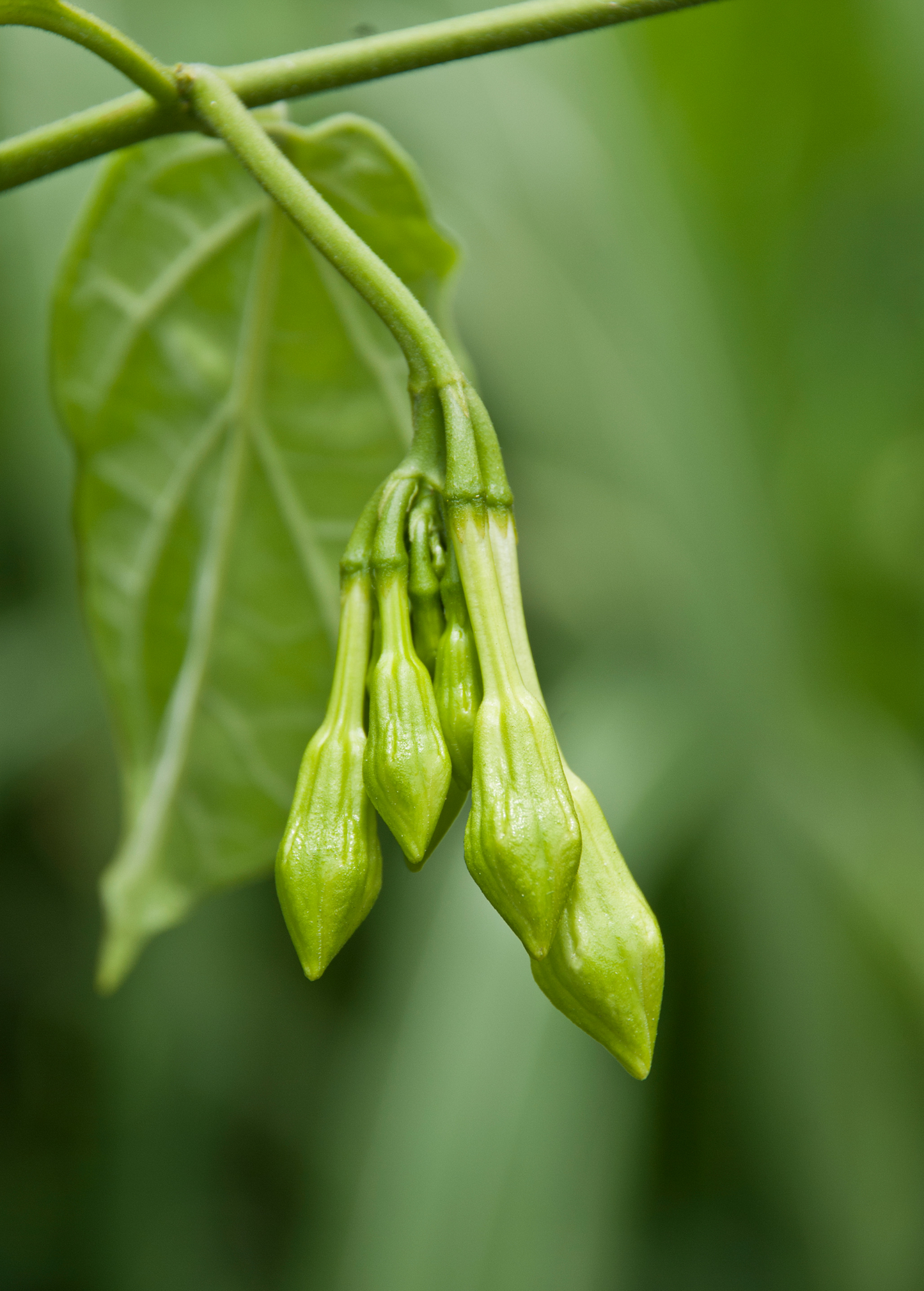 Loroco Edible Flower Vine, Fresh Fernaldia pandurata, Culinary Herb for Salvadoran Dishes, Ornamental Climber