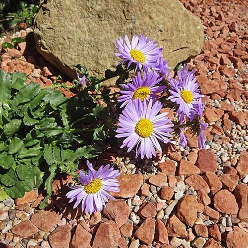 Machaeranthera bigelovii Seeds – Purple Aster Bigelow's Tansyaster, 100 Non-GMO Wildflower Seeds for Pollinator Gardens