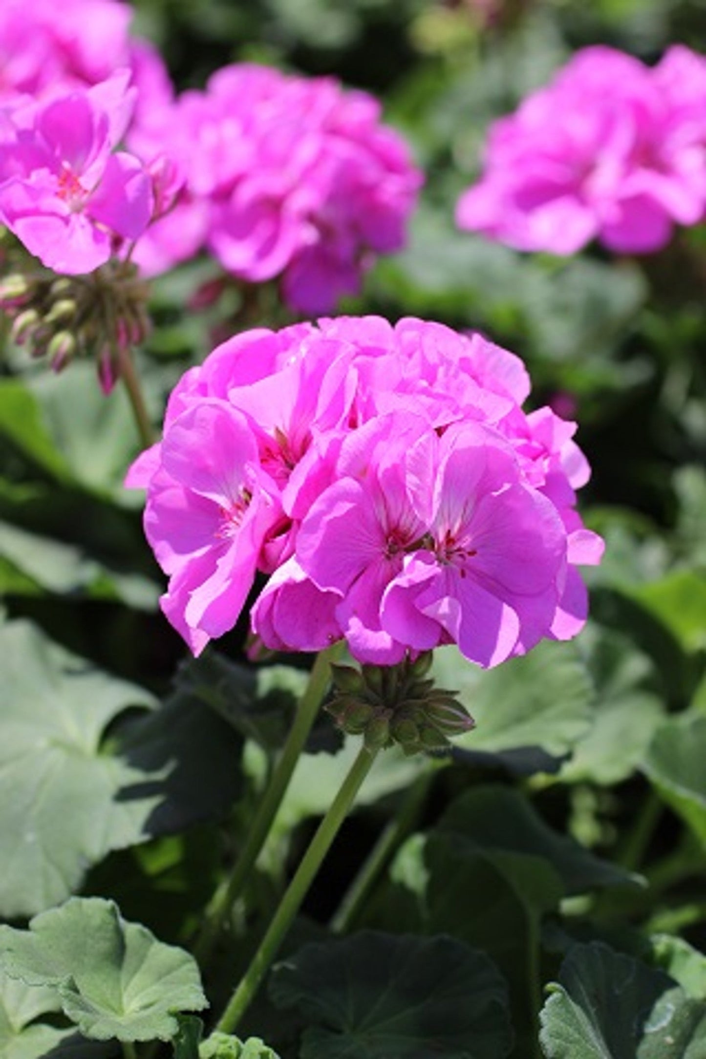 Purple-Pink Zonal Geranium Cuttings 6-inch Starter Plants Pelargonium hortorum for Containers & Beds