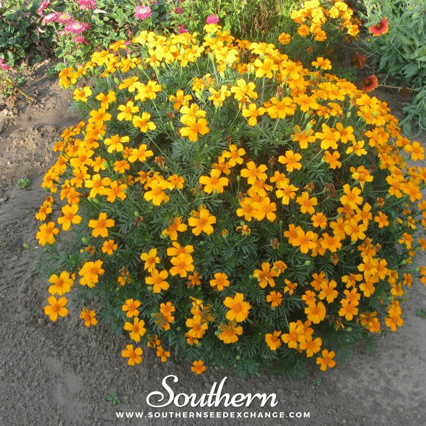 Mexican Mint Marigold Seeds – Heirloom, Heat-Tolerant Herb, Tagetes lucida, Aromatic, Anise Flavor, 50 Seeds