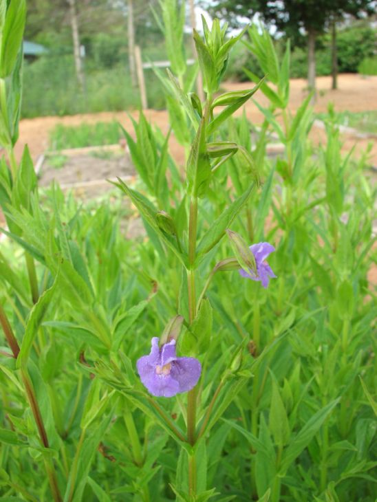 Mimulus ringens Seeds 5000 | Allegheny Monkeyflower Native Wetland Wildflower | Purple Blooms Pollinator Plant