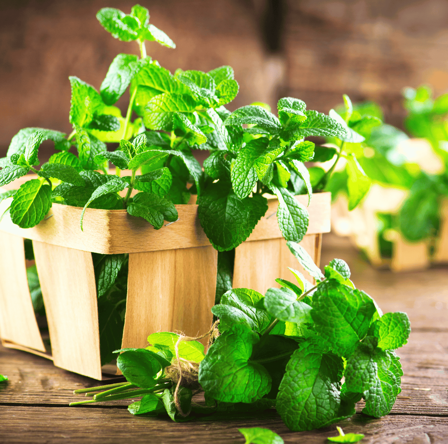 Mint Seeds – 100 Heirloom Common Mint (Mentha spicata) for Tea, Cooking & Herb Garden