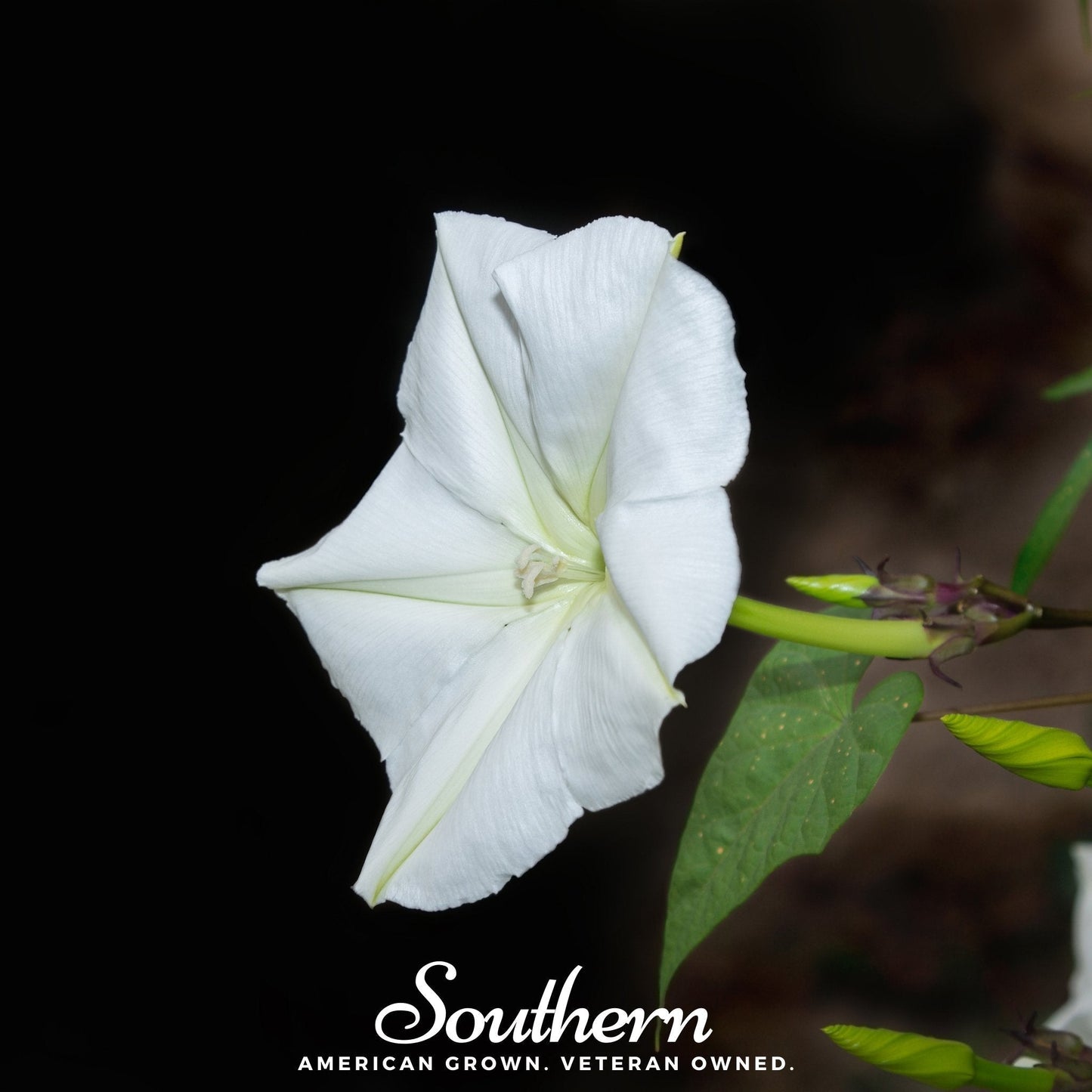 Moonflower Seeds – 25 Heirloom Ipomoea alba Night-Blooming White Flower Vine