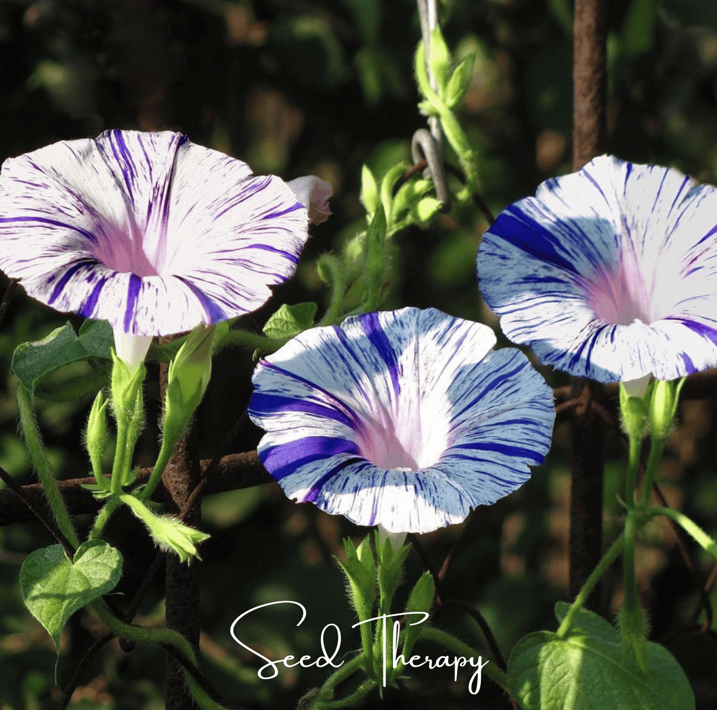 Harlequin Mix Morning Glory Seeds β Bi-Color Pink Purple White Climbing Vine, Heirloom Ipomoea purpurea, 25 Seeds
