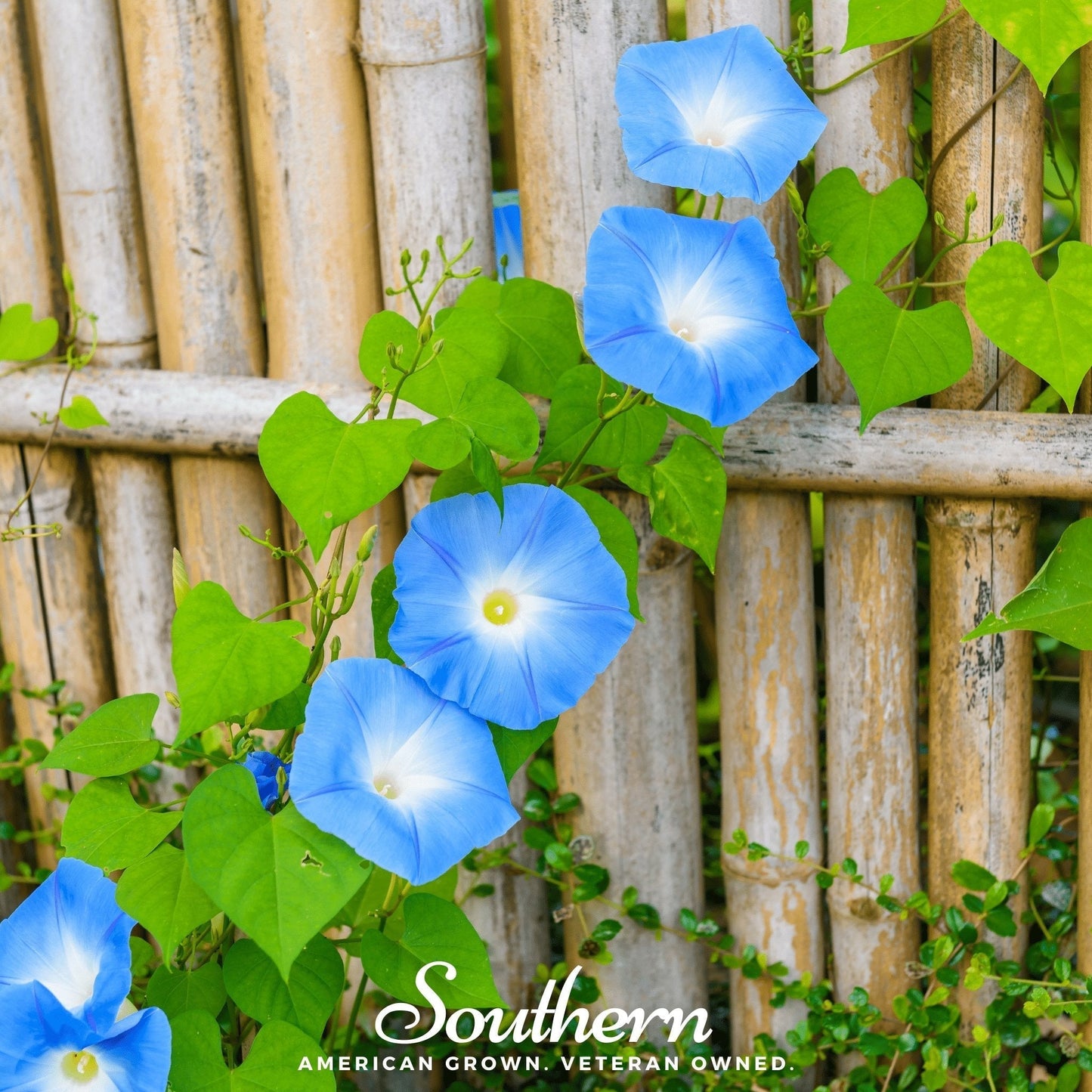 Heavenly Blue Morning Glory Seeds – 50 Heirloom Ipomoea tricolor Sky-Blue Trumpet Flowers for Climbing Trellis Fences