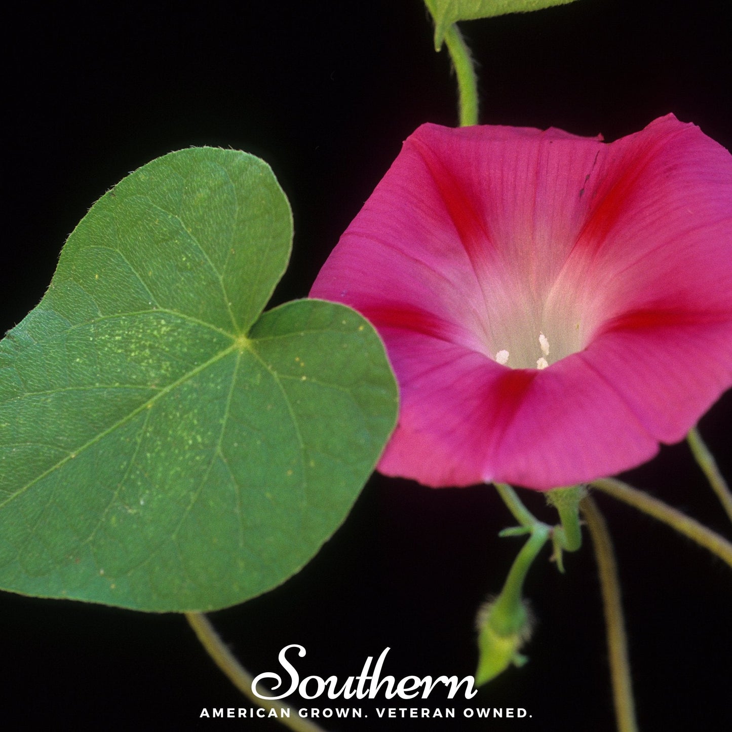 Scarlett O’Hara Morning Glory Seeds – Crimson 4-Inch Blooms, Heirloom, Non-GMO, Fast-Growing Vines, USDA Zone 1-12