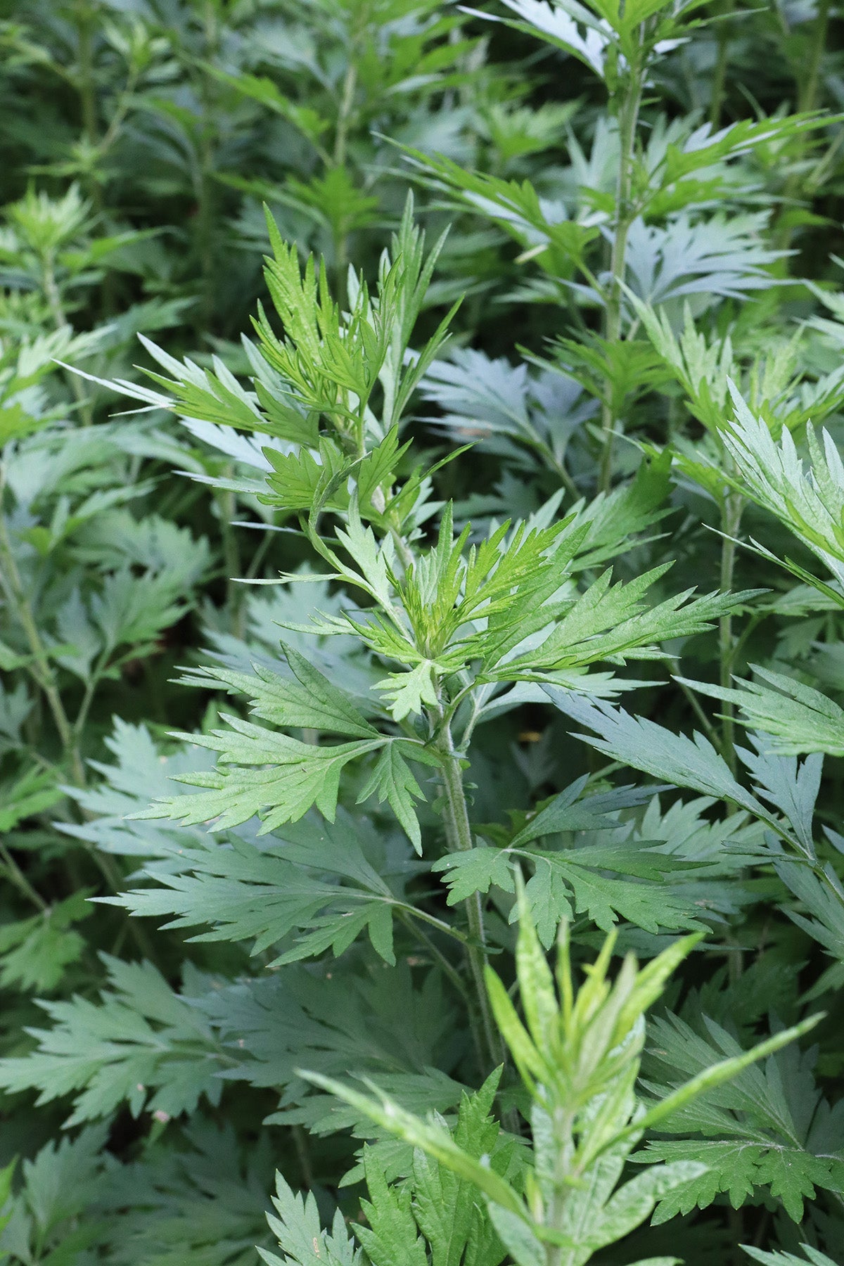 Live Mugwort Plant (Artemisia vulgaris) 12β16 Inches Bareroot β Medicinal, Dream & Witch Herb for Herbal Gardens