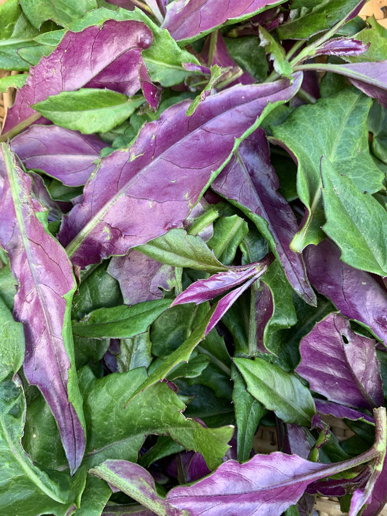 Okinawa Spinach Cuttings β 8 Unrooted Gynura crepioides Edible Green & Purple Leaf Vegetables for Gardens & Containers