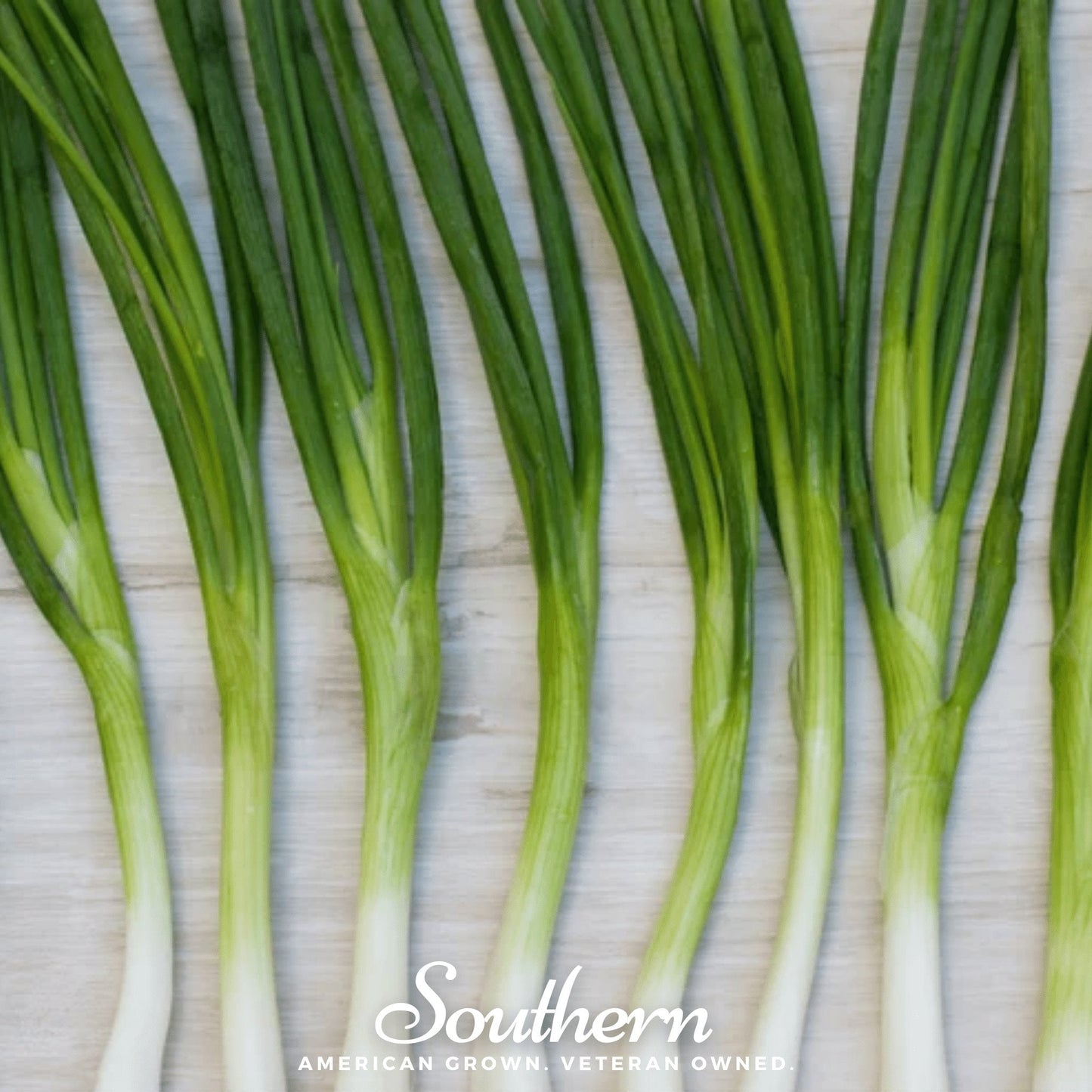 Evergreen Bunching Onion Seeds | Heirloom Allium Fistulosum for Fresh Green Onions & Continuous Harvest