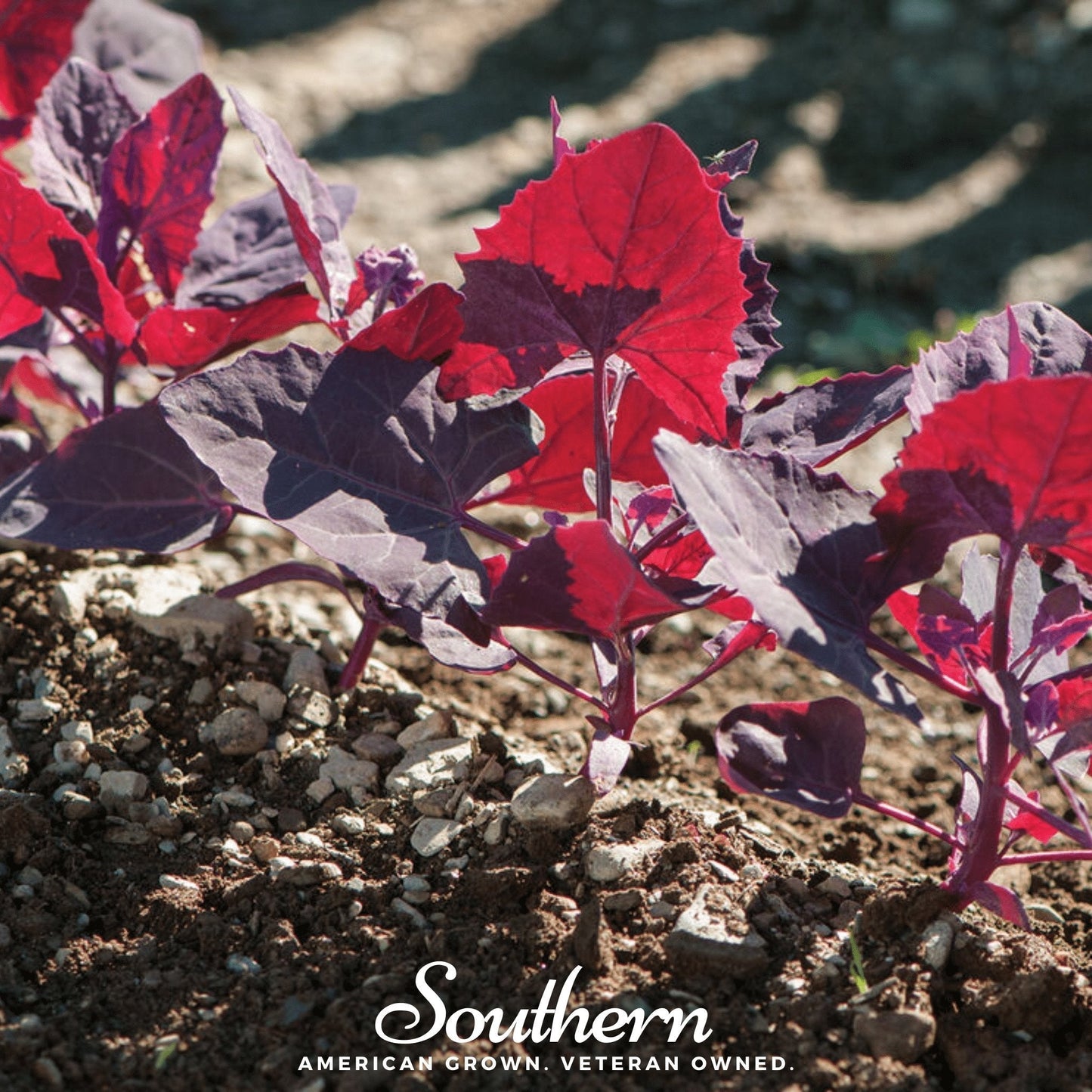 Ruby Red Orach Seeds – Heirloom, Non-GMO, Edible Leaf Herb, Salt Tolerance, European Native, 25 Seeds