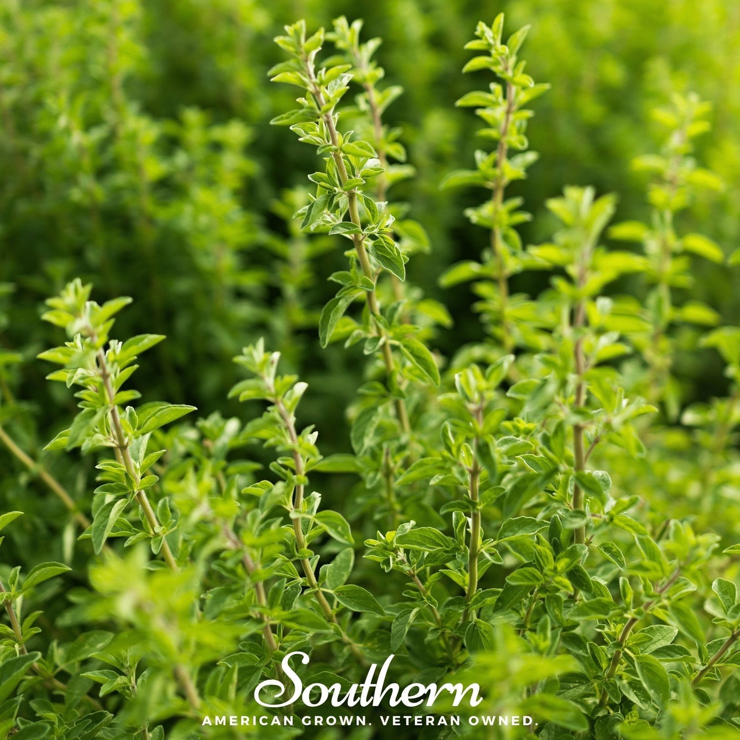 Italian Oregano Seeds β 200 Heirloom, Non-GMO, Perennial, Origanum vulgare for Cooking & Herb Garden