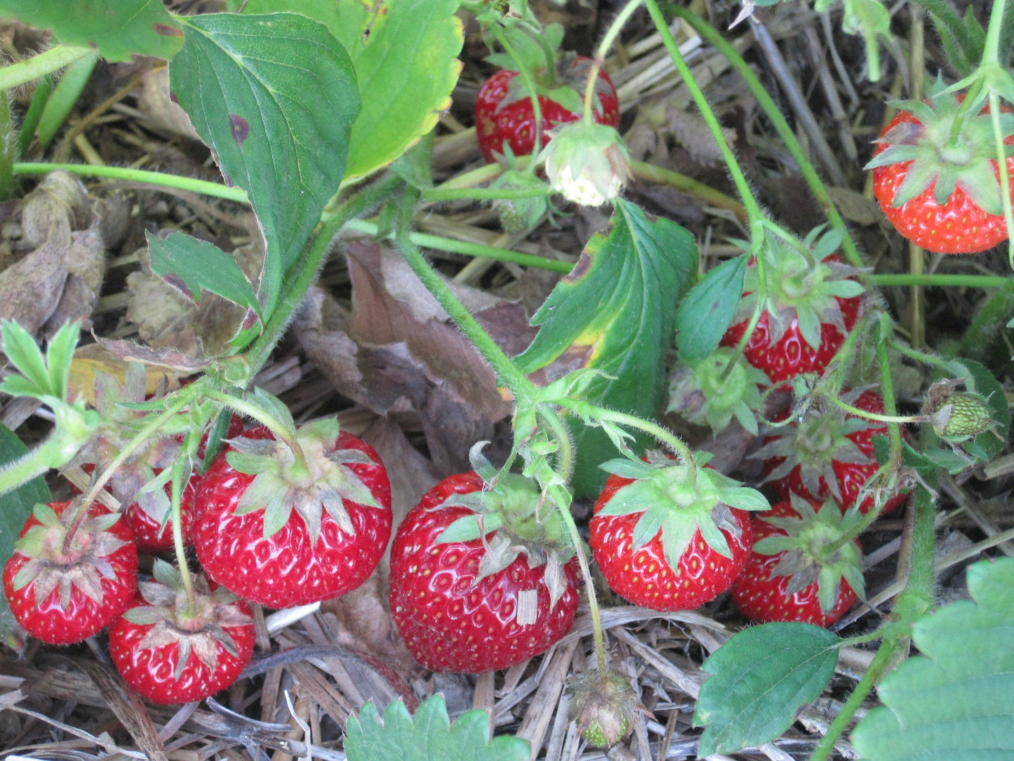 Seascape Everbearing Strawberry Plants Bare Root β Large Sweet Berries β High-Yield Garden Fruit β Fragaria Γ ananassa