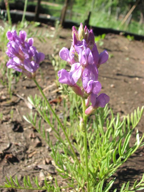 Oxytropis lambertii Seeds – Showy Locoweed Native Perennial Wildflower, Nitrogen-Fixing Prairie Plant (25 Seeds)